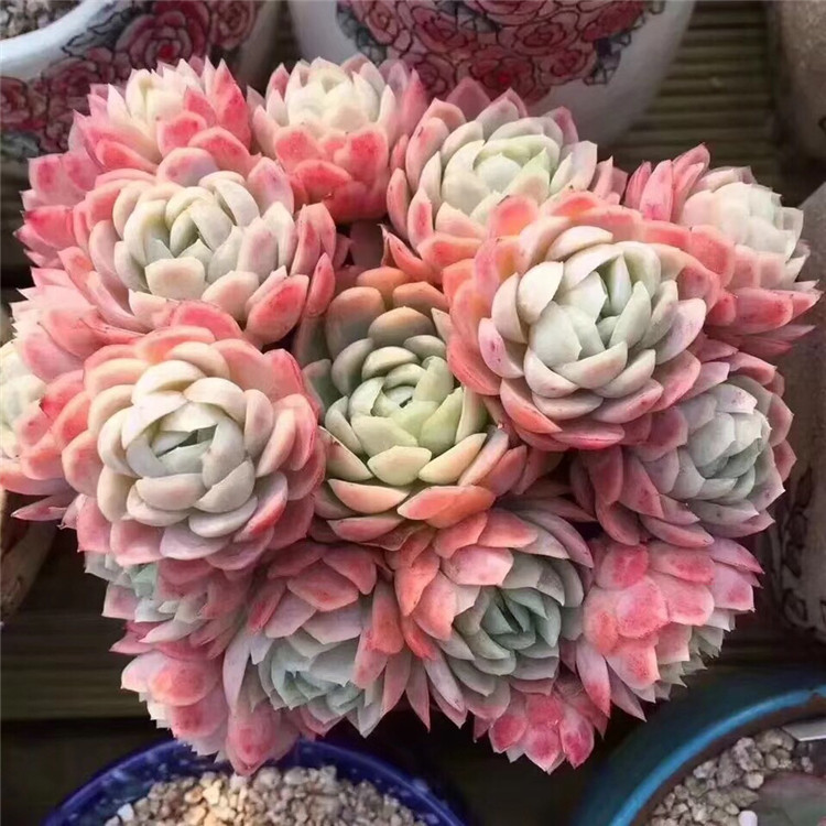 【碧桃群生老庄 珍藏镇宅】多肉植物  花友专属趣味 念念时光多肉