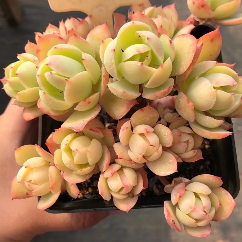 一物一拍 桃之娇 尖叶碧桃 花之鹤属系 多肉植物 易群生老桩 大棚