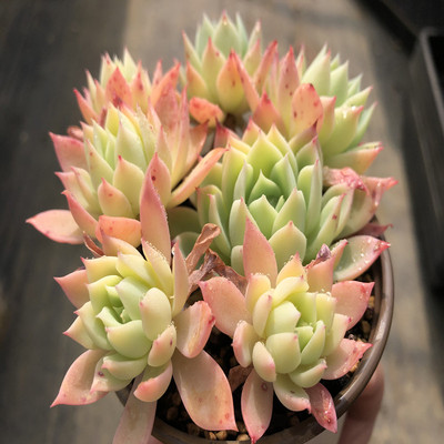 三色堇月影系果冻色大棚直销