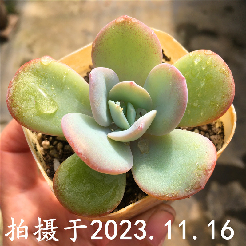 奶茶 抹茶蛋糕 一物一拍 白凤杂雪莲 多肉植物大棚基地迷你植物