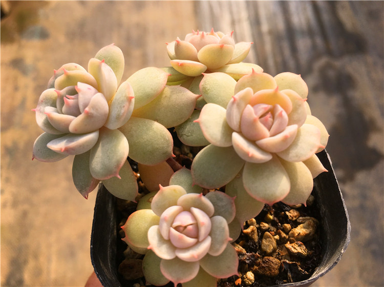 雪域蓝巴黎捧花多头群生多肉非密叶莲火焰蒂亚一物一拍绿植盆栽