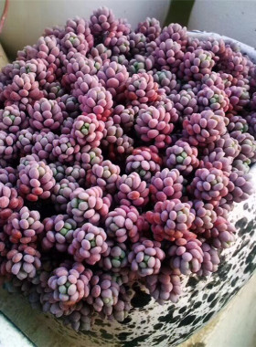 捧花群大老桩随机发拼盆