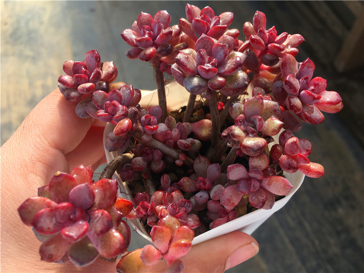 紫梦群 一物一拍 造型小庄 多肉植物 小型种非蓝宝石 绿植盆栽