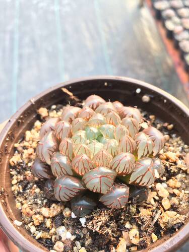 【冰灯玉露】瓦苇属 12卷 多肉植物 一物一拍 绿植盆栽迷你办公室 - 封面