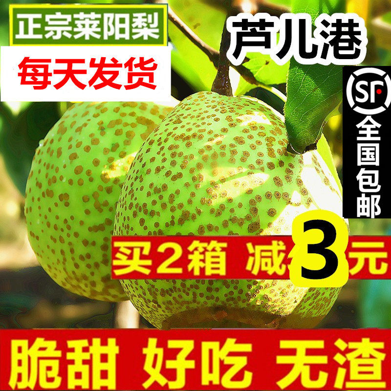 正宗莱阳梨慈梨新鲜水果莱阳茬梨5斤1包邮批山东照旺庄莱阳梨子