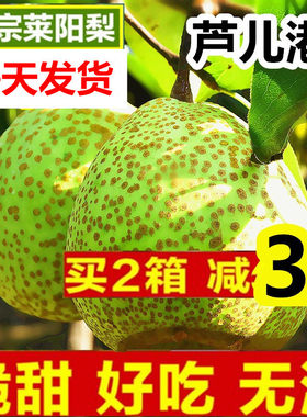 正宗莱阳梨新鲜水果山东熊小二