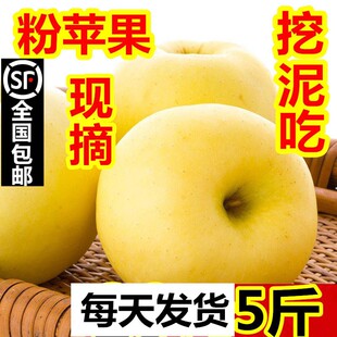 粉面苹果黄金元帅烟台苹果新鲜水果5斤1包邮老人宝宝副食挖刮泥吃
