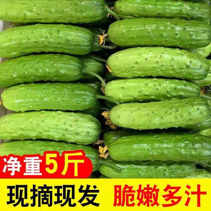 烟台旱黄瓜海阳水果小黄瓜新鲜现摘3斤5斤批包邮果蔬非白玉黄瓜