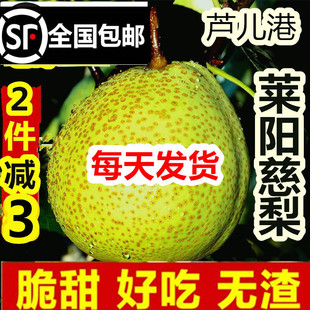正宗莱阳梨新鲜莱阳慈梨山东特产水果梨子5斤1批包邮砀山南果梨