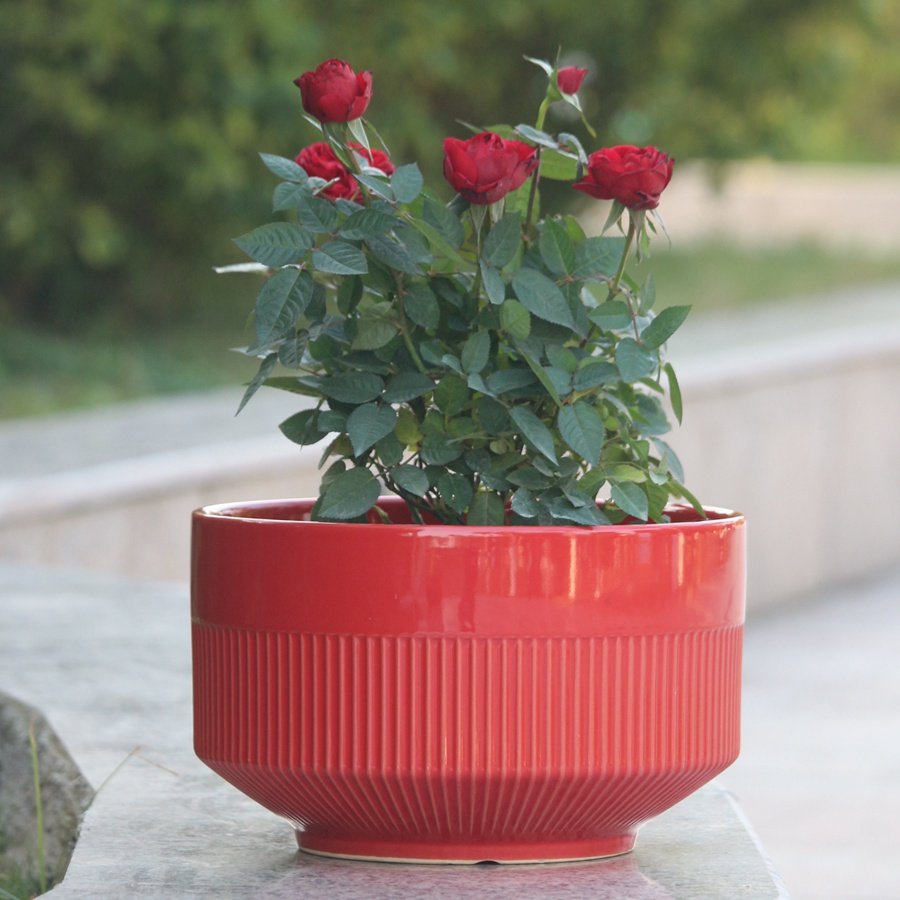 红色蝴蝶兰花盆陶瓷特大号口径家用君子兰仙人球多肉盆景绿植盆栽