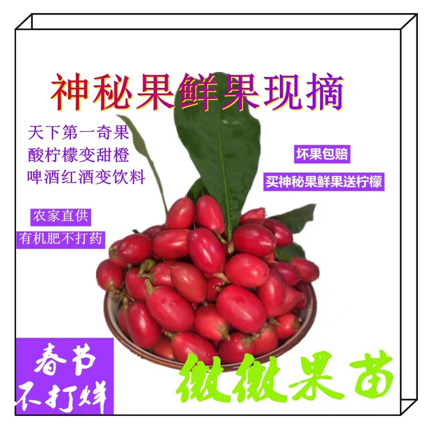 神秘果鲜果果干送柠檬2粒 蜜拉圣果变味果 神奇改变味觉酸变甜