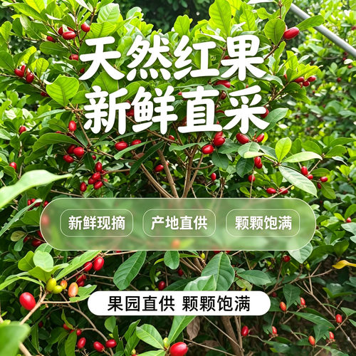 神秘果鲜果酸变甜变味果 蜜拉圣果 神奇改变味觉果干 解酒