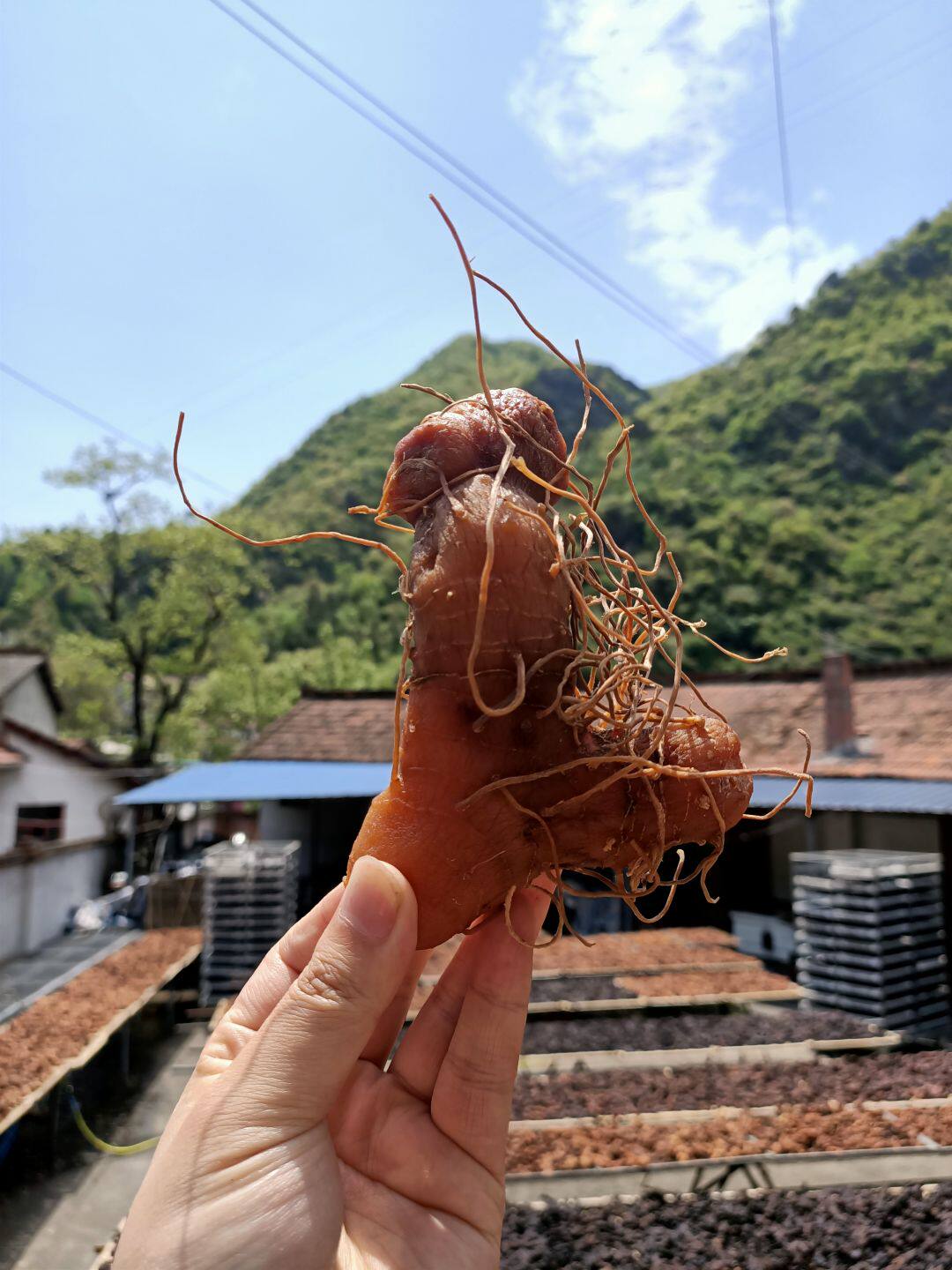 秦岭制黄精 正品软糯香甜头黄精茶即食黄精500克
