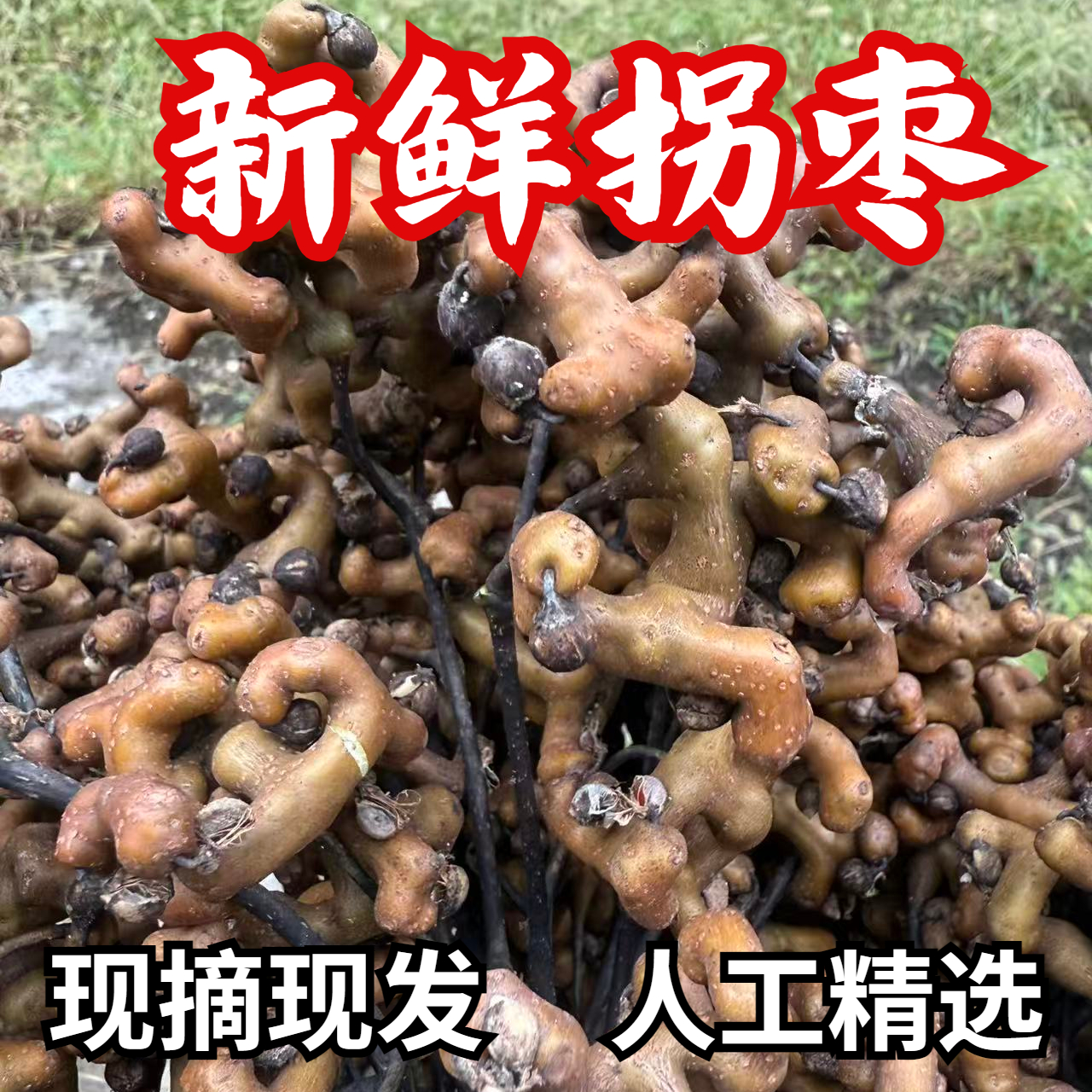 新鲜拐枣 泡酒拐枣秦岭野生拐枣货水果鸡爪梨拐枣500克