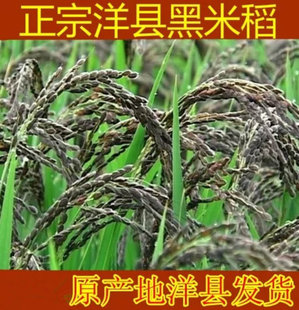 正宗洋县黑稻谷黑糯米种子水稻高产500克黑米稻种子黑籼糯送资料