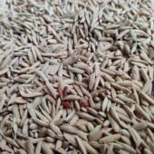 红米稻谷正宗红籼米稻谷红米水稻稻谷黑米稻谷水稻稻稻谷1千克