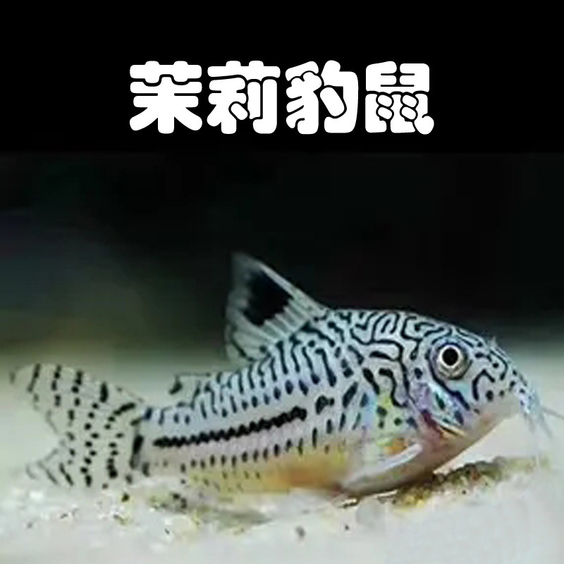 茉莉豹鼠鱼三线豹纹鼠淡水观赏鱼除残渣清洁鱼底栖工具鱼上海发货