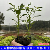 开枝壮苗大苗 樟树港辣椒苗 整颗带杯带土辣椒苗 早苗 正宗 春季