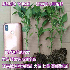 2025年春季新苗 樟树港辣椒苗 湖南湘阴特产辣椒 苗樟树本地正宗