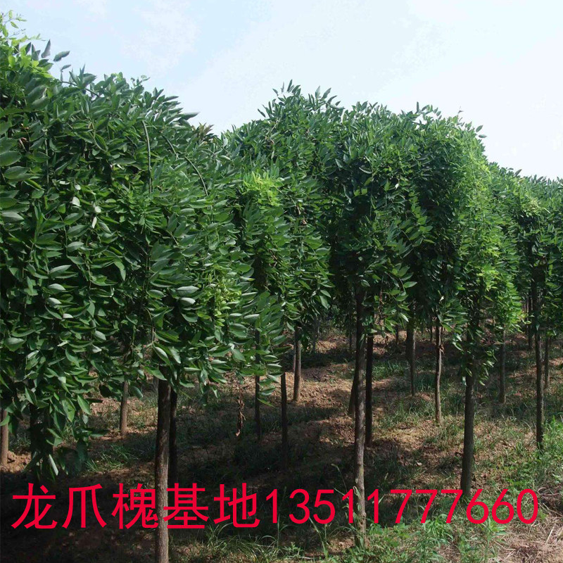 龙爪槐树苗垂槐树苗造型树国槐黄