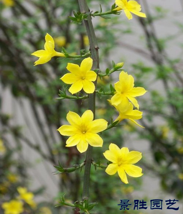 迎春花盆景素材花苗苗木盆栽绿植庭院花卉室内花卉小区庭院绿化苗