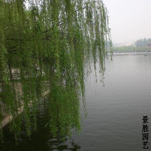 柳树垂柳直柳柽柳
