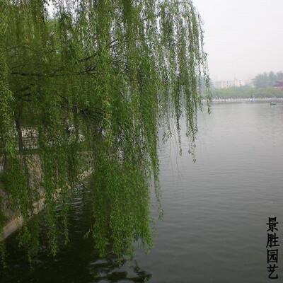 柳树垂柳直柳柽柳