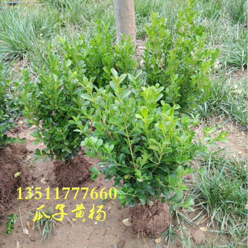 锦熟瓜子黄杨小叶黄杨盆景小区公园道路绿化苗木园林花卉栽植盆栽