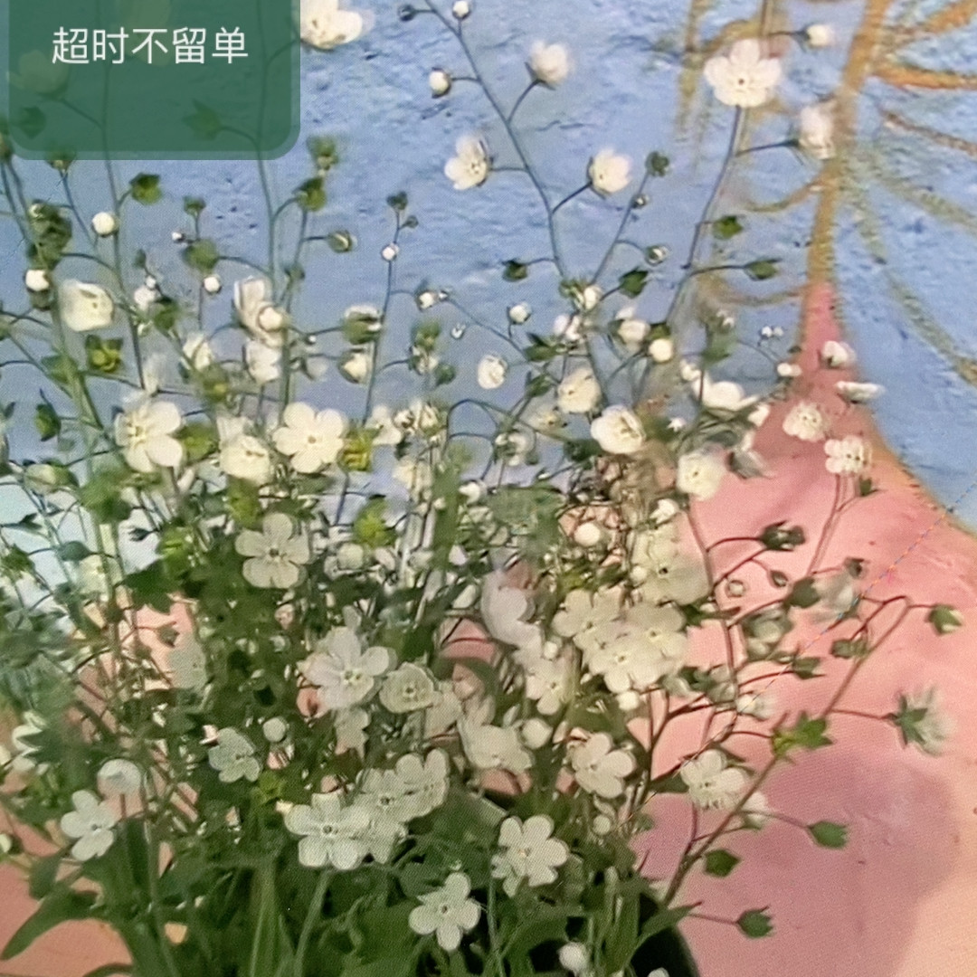 满25包邮亚麻脐果草,鲜花速递/花卉仿真/绿植园艺,时令草本花卉,淘宝优惠券,粉丝福利购,淘宝优惠卷