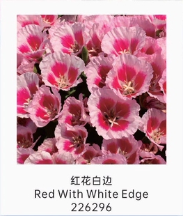 满25包邮古代稀小苗