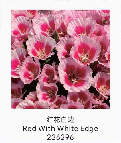 满25包邮古代稀小苗