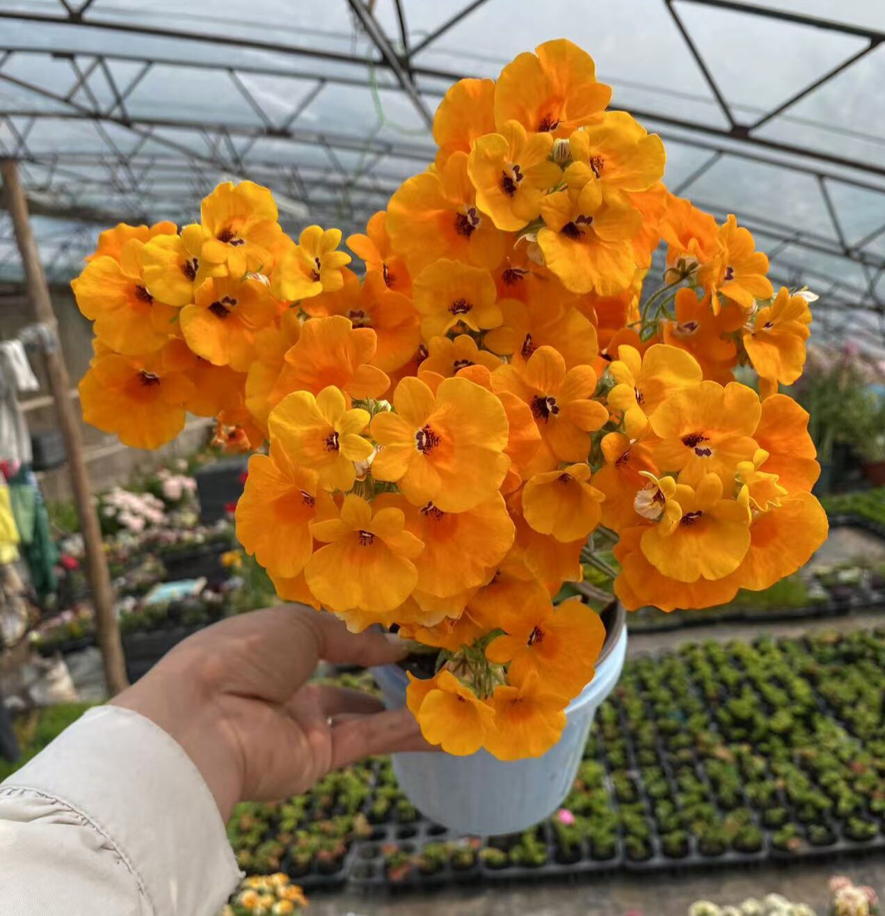 双距花柳穿鱼龙面花航空蓝白红白蓝宝石芳香龙面珍鲑粉色柠檬