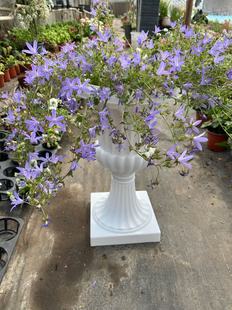 顺时针垂吊风铃草耐45度至零下8度好养活多年生易爆花满25包邮