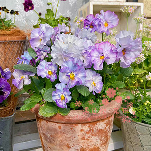 现货满25包邮角堇三色堇蛋挞彩绘礼服银河德古拉白日梦角堇穴盘苗