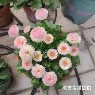 小雏菊夏日棉花糖 白色棉花糖