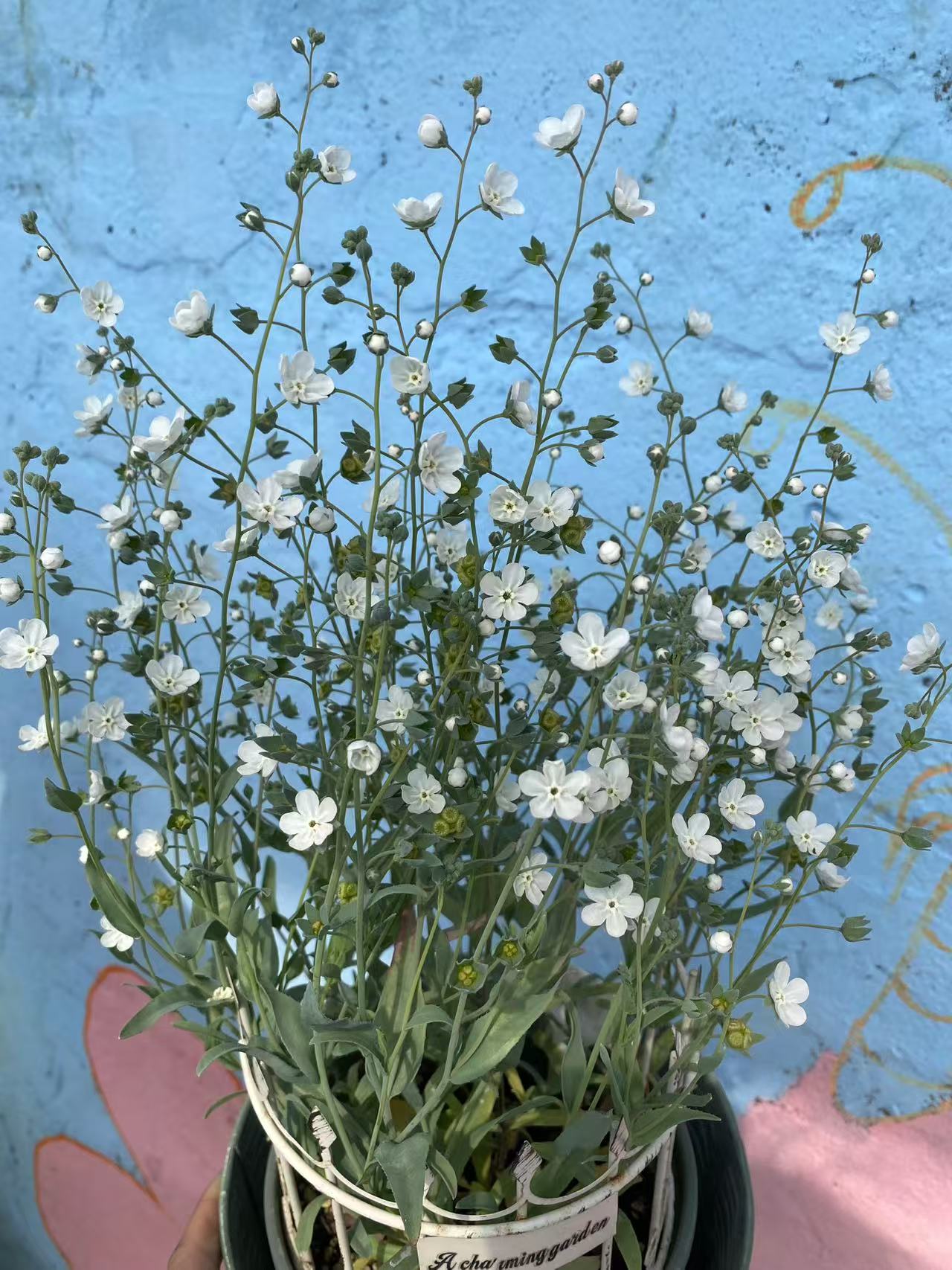 亚麻脐果草阿根廷勿忘我易爆花花卉