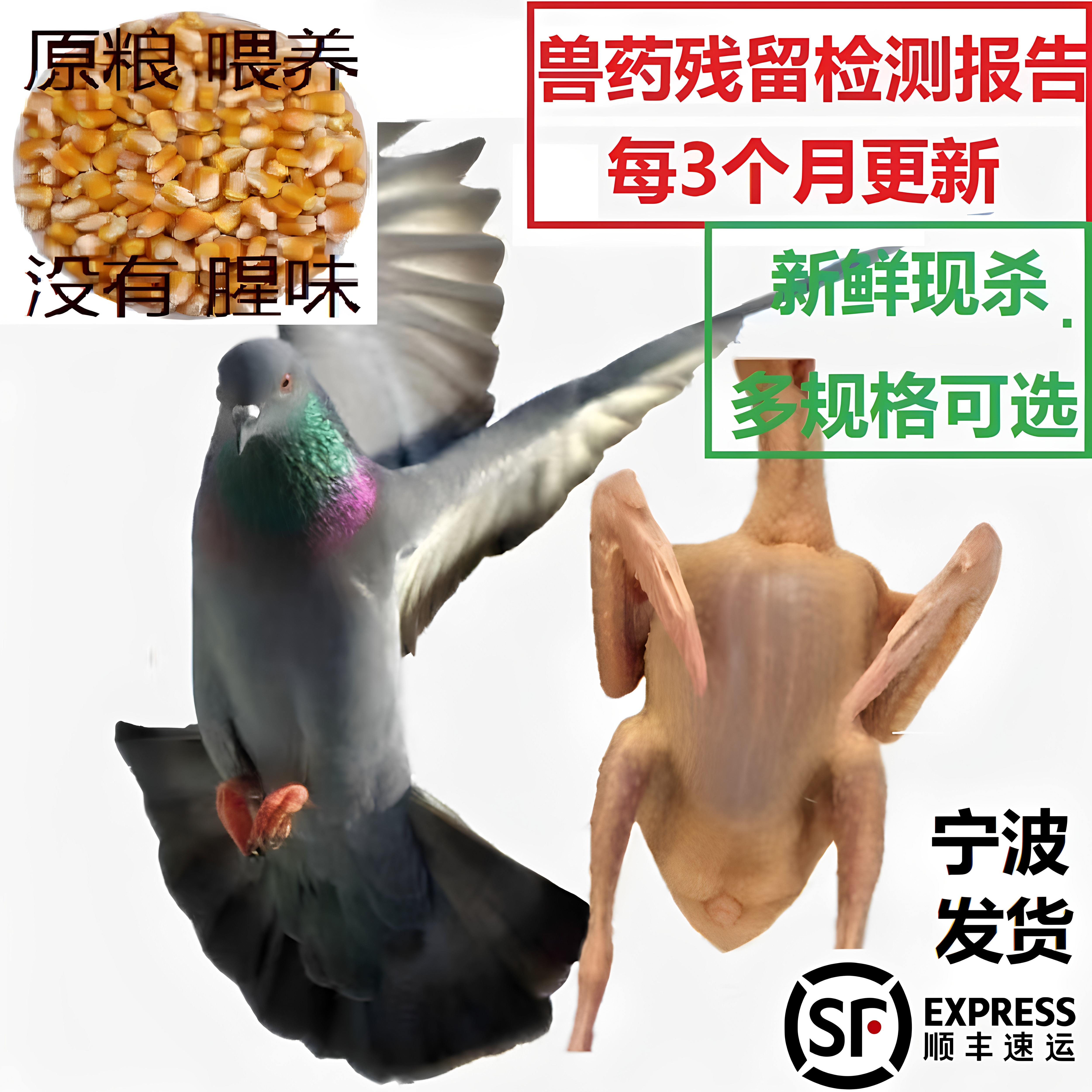 新鲜现杀鸽子肉乳鸽老鸽子原粮农乳鸽