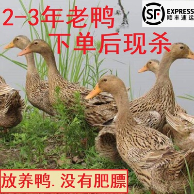 下单现杀农家散养2年老鸭水鸭麻鸭土鸭子老母鸭江浙沪皖顺丰包邮