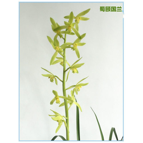 兰花花香清香闻香赏花