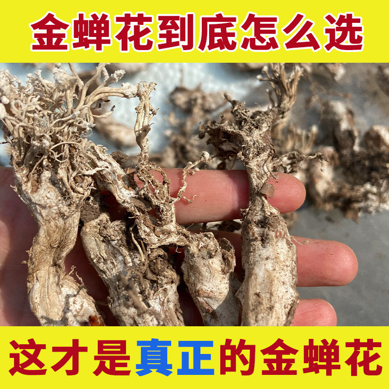 新货金蝉花野生中药材的功效与作用金蟾花金婵花虫草知了花金蚕花