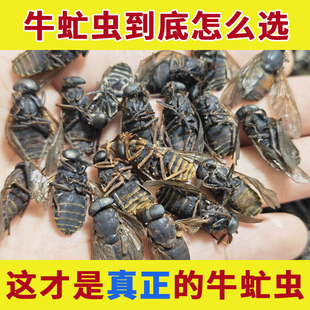 药用野生牛虻虫中药材正品牛蚊子牛苍蝇瞎虻虫牛虻干流氓虫牛忙虫