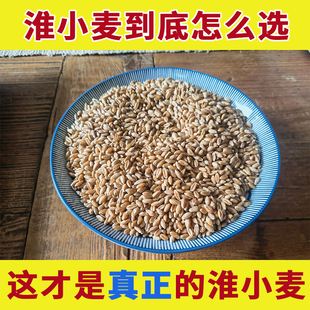 正宗药用河南农家淮小麦中药材旗舰店正品怀小麦新鲜干货唯小麦子