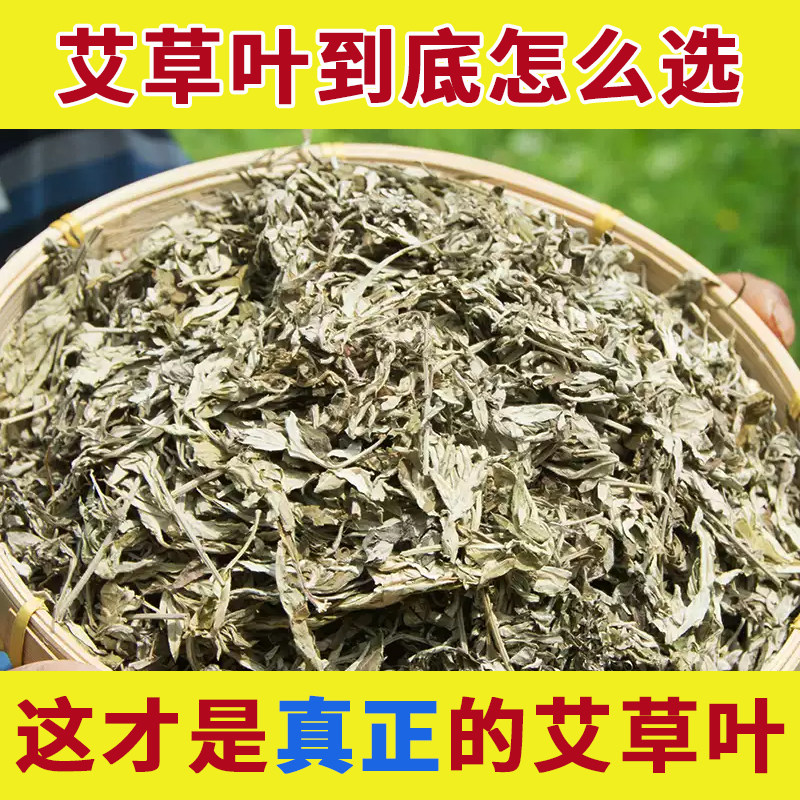 正宗神农架野生艾叶农户采收图片