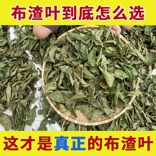 布渣叶中药材正品蓑衣子破布叶麻布叶烂布渣薢宝叶广东凉茶原材料