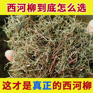 药用西河柳中药材正品山川柳三春柳西湖柳赤柽柳观音柳红筋条柽柳