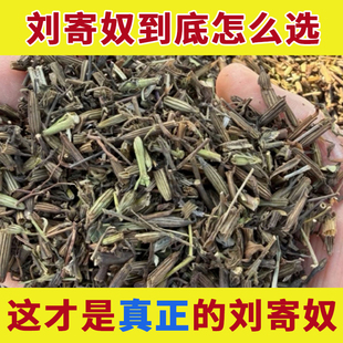 刘寄奴中药材正品野生北刘寄奴刘奇奴金寄奴奇蒿金钟茵陈粉灵茵草