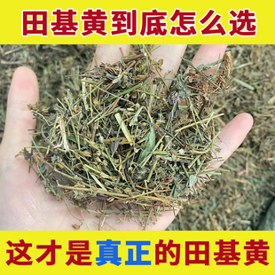云南田基黄中草药野生新鲜干货中药材正品田鸡黄功效地耳草黄花草