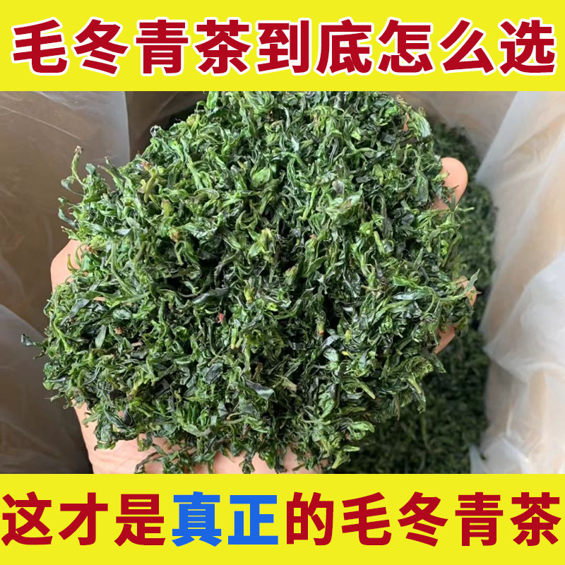 野生毛冬青茶初春嫩芽