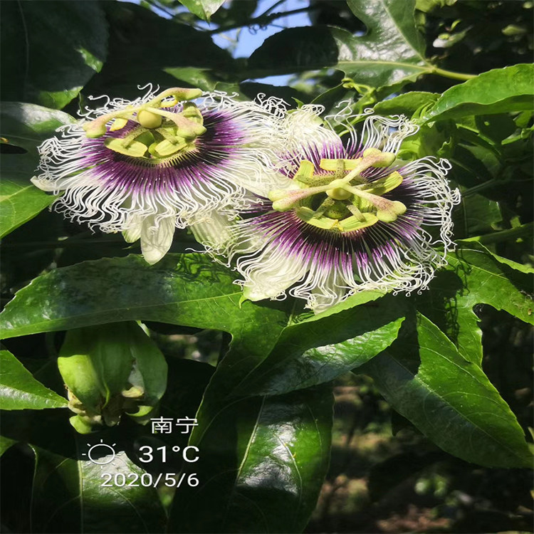 广西百香果果苗紫香一号黄金百香果树苗盆栽绿植爬藤遮阴四季可种