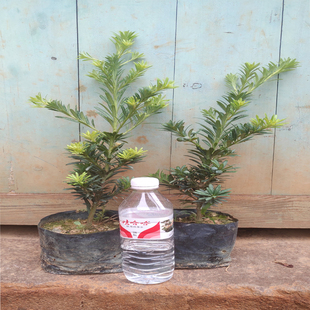 广西罗汉松树苗百柏枝地松杯苗迎客松美人松玄关酒店大堂景观盆栽